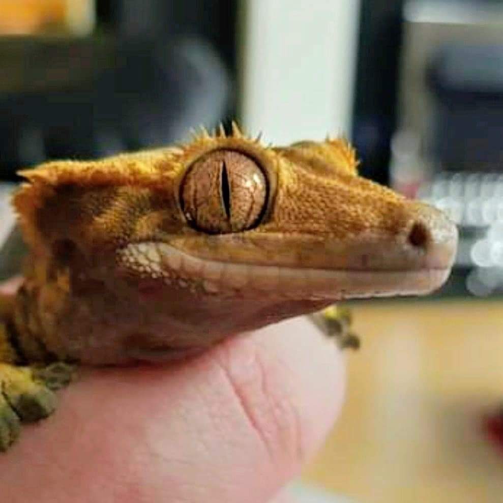 Parsnip Crested Gecko