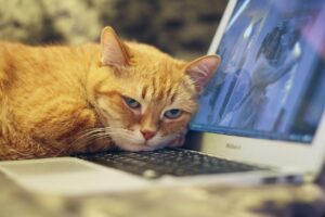 red cat resting on laptop