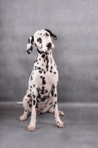 Luna the dalmatian sitting against a grey background. Her head tilts to one side.