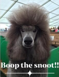 Maxwell has a bouffant hair do and scowls with distaste at the camera. His big nose is on display and the text reads "boop the snoot"!