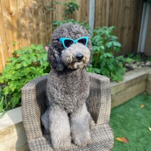 Maxwell the standard poodle sits on a chair wearing sunglasses