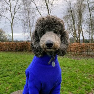Maxwell wears a blue jumper out on his walk