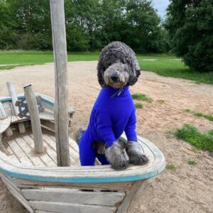 Maxwell the standard poodle poses in a wooden boat