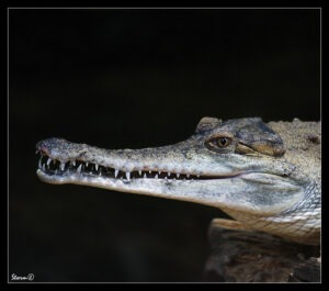Slender Snouted Crocodile 2