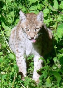 Lynx-3