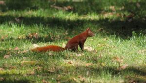 Red squirrel 3