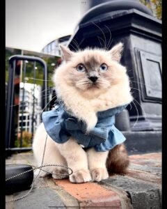 Miss Evie the ragdoll wears a feminine denim cat dress as she goes for a walk on the canal side