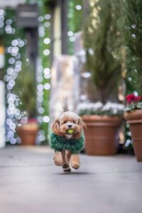 Darcy wears a green jumper as he runs through a Christmas landscape at Covent Garden