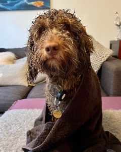 How Bailey, the brown cockerpoo looks with curly wet hair