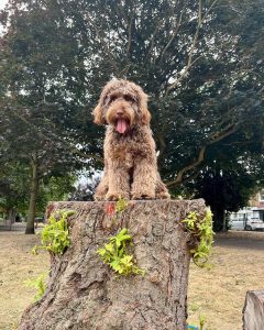 Bailey the cockerpoo sits on the tree stump with his tongue out