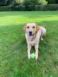 Yellow Labrador dog model, Arlo, lays down in a field with a ball between his legs