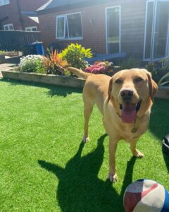Labrador plays with a football in a garden