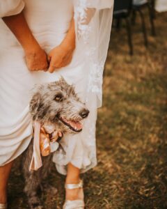 Banjo -Bedlington Terrier X Whippet -hiding. 