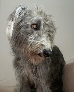 Banjo -Bedlington Terrier X Whippet - looking coy.
