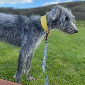 Banjo -Bedlington Terrier X Whippet -other side profile. 