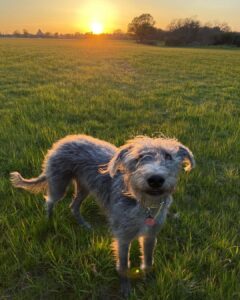 Banjo -Bedlington Terrier X Whippet - in the sunset. 