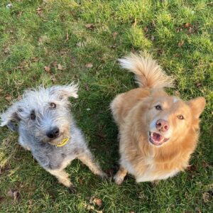 Banjo -Bedlington Terrier X Whippet -looking up. 