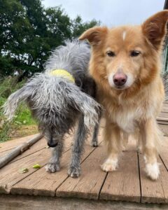 Banjo -Bedlington Terrier X Whippet - with his buddy Byron. 