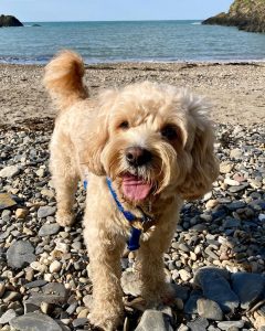 Dylan stands on the beach with his tongue sticling out