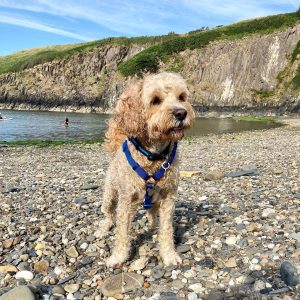 Dog model, Dylan, smiles as he poses standing on a rocky shoreline