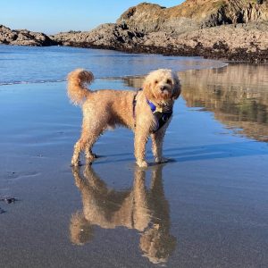Golden cavapoo, Dyland, paddles in the water at a rocky cove