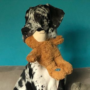 Hugo the harlequin Great Dane sits and poses holding a teddy bear in his mouth