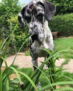 Hugo a harlequin Great Dane looks at plants in the garden