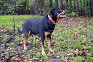 Betty the black and tan Rottweiler stands and looks to the side