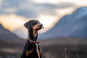 Headshot of Khaleesi the Doberman with mountains in the background