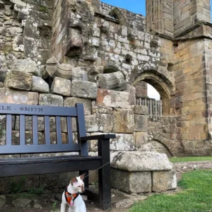 Lilo the Siamese cat visits a historic landmark. Here she poses against castle ruins.