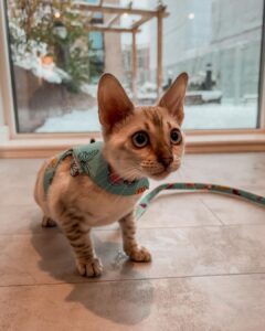 Bengal cat model, Luna, crouches on a wooden floor.  She is wearing a blue coloured cat harness