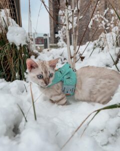 Snow Bengal cat model is in a snowy garden and lays down examining the landscape