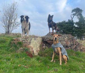 Mohawk and his friends are out on a country walk. They pose alongside a stone wall