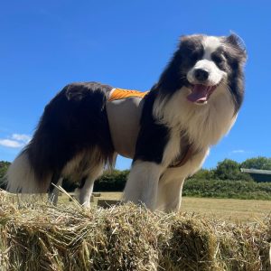 Border collie, Mohawk, stands on top of a hay bail. Wind is in his hair and he has a relaxed grin on his face
