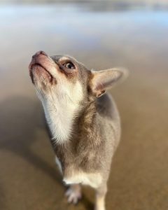 Olive the chocolate and cream chihuahua stands on a sandy beach and stretches her neck, lifting her beautiful face into the air.