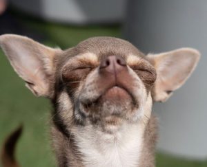 Olive the chihuahua smiles as she bathes in a sun puddle. Her eyes are closed and her ears stick out to the side like angel wings
