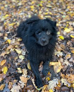 Otis, a black Pomeranian mixed breed dog lays down in an autumn woodland. His remaining eye looks adoringly at the camera