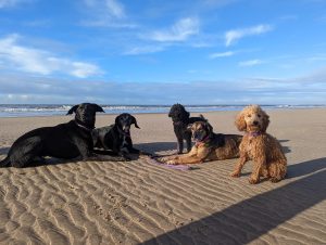Lenny sits in a circle with some of his dog friends at the beach