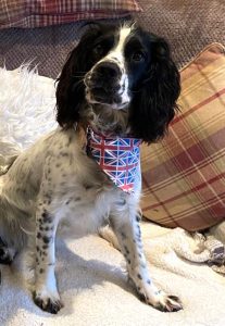 Skye, the black and white sprocker spaniel proudly sits on a chair wearing her Union Flag bandana