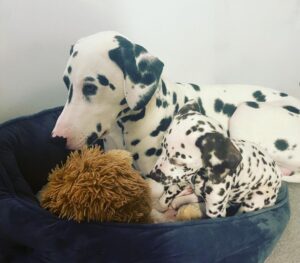 Odie the Dalmatian sharing his dog bed and toys with a tiny Dalmatian liver spot puppy
