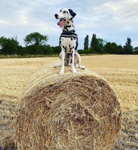 Odie sits in a farmer's field on top of a bale of hay