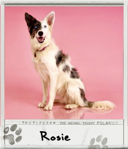 Rosie the blue merle Border Collie sits against a pink background. She wears a red collar and smiles for the camera