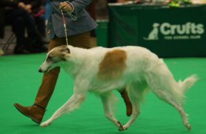 Indie, the Russian Borzoi dog model, performs ringcraft with her handler at Crufts