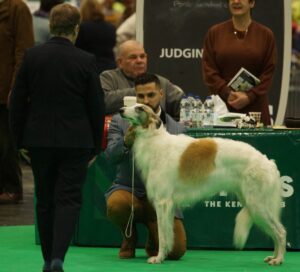 Indie, the Russian borzoi and dog model being judged in the ring at Crufts.