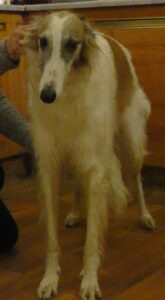 Russian borzoi, Indie stands to attention in the showring. Her long pointy face faces the camera