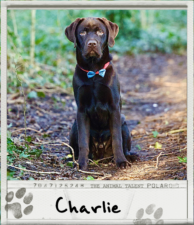 Charlie the chocolate labrador dog model poses in a woodland setting