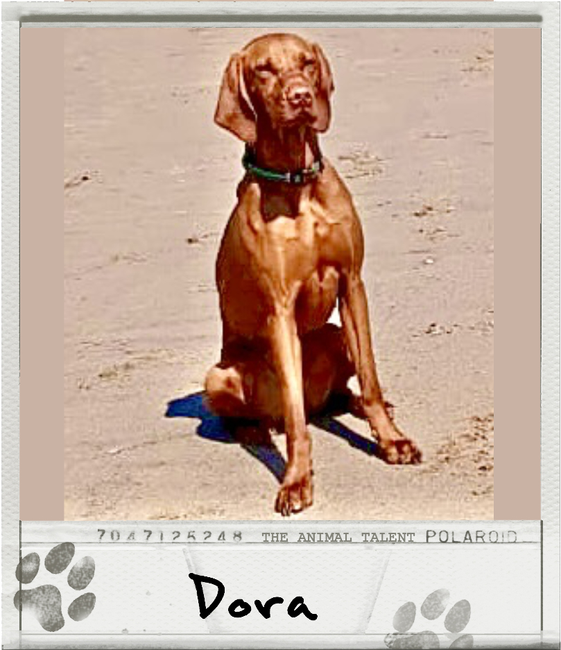 Dora the vizsla dog model sits to attention on a beach front setting
