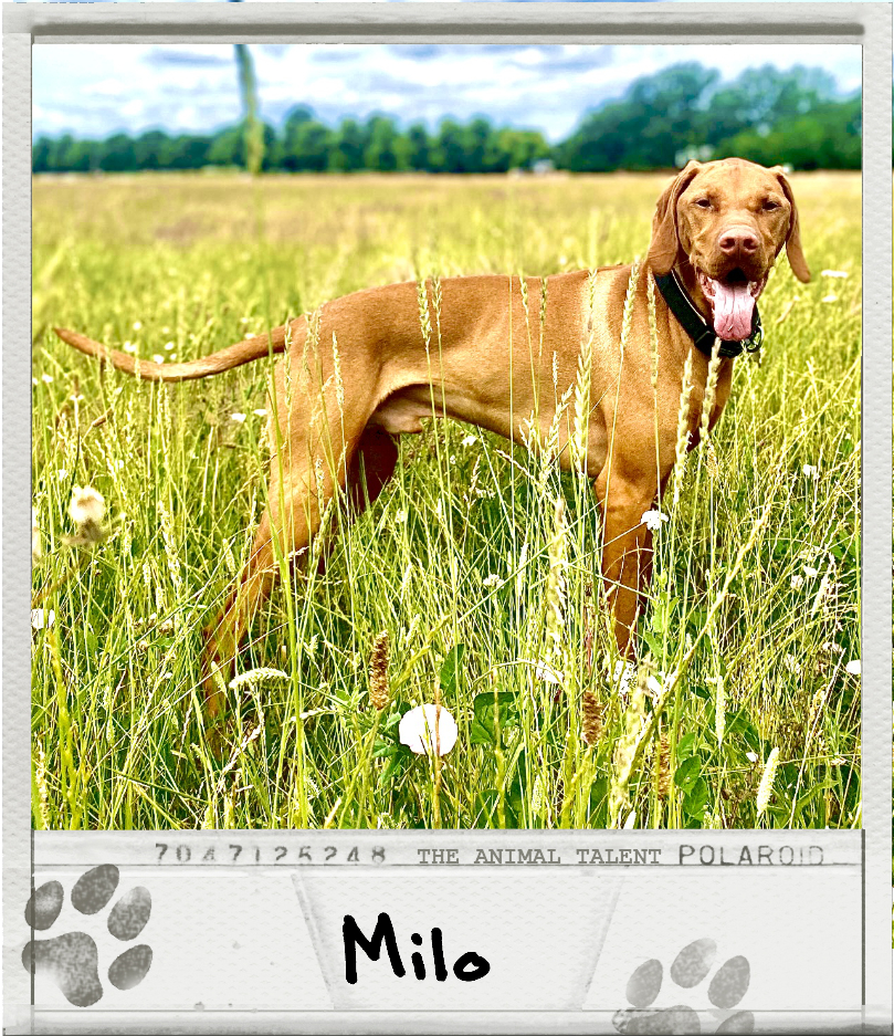 Milo shows off his athletic physique and sticks his tongue out. He is roaming in an English meadow