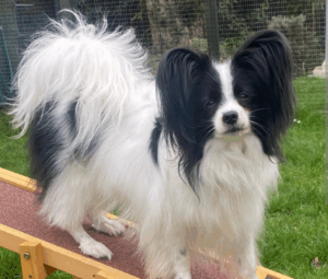 Michael-Papilon-posing. 