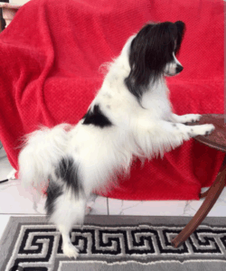 Michael-Papilon-side profile. 